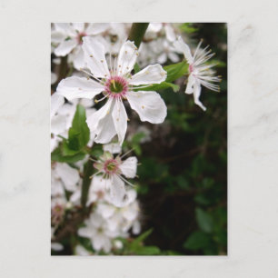 Carte Postale Blossom d'épine noire blanche