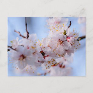 Carte Postale Blossom des abricots japonais