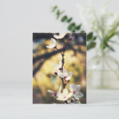 Carte Postale Blossom du printemps (Debout devant)