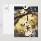 Carte Postale Blossom du printemps (Devant / Derrière)