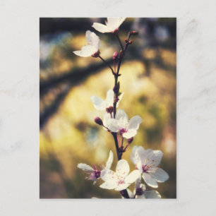 Carte Postale Blossom du printemps