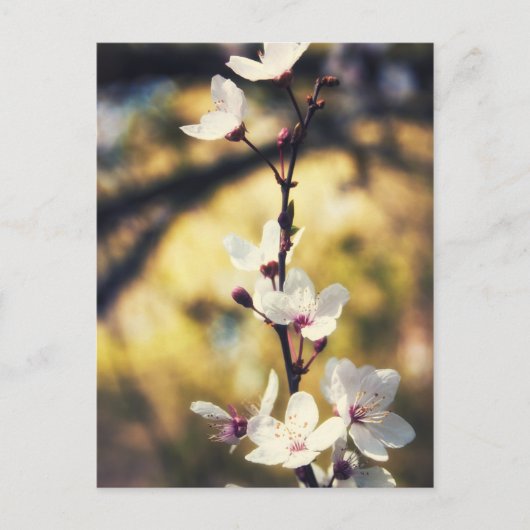 Carte Postale Blossom du printemps (Devant)