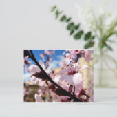 Carte Postale Blossom du printemps (Debout devant)