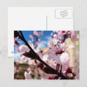Carte Postale Blossom du printemps (Devant / Derrière)