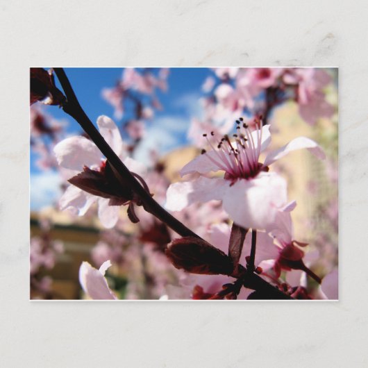 Carte Postale Blossom du printemps (Devant)