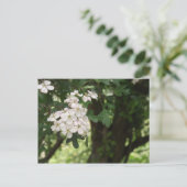 Carte Postale Blossom Hawthorn (Debout devant)