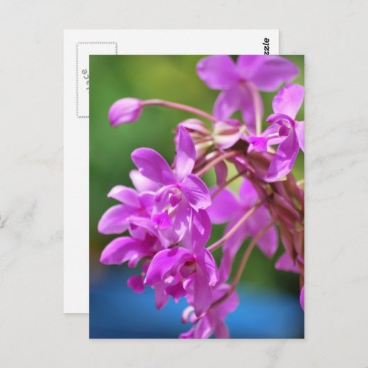 Carte Postale Blossom Janvier (Devant / Derrière)