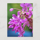 Carte Postale Blossom Janvier (Devant)