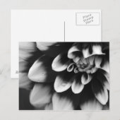 Carte Postale Blossom noir et blanc Dahlia (Devant / Derrière)