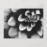 Blossom noir et blanc Dahlia