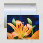 Carte Postale Blossom orange Lilly (Devant / Derrière)