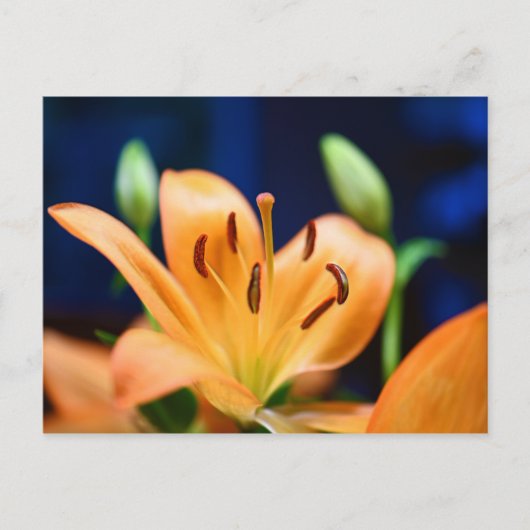 Carte Postale Blossom orange Lilly (Devant)