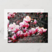 Carte Postale Blossoms de Georgetown University, Washington, DC (Devant / Derrière)