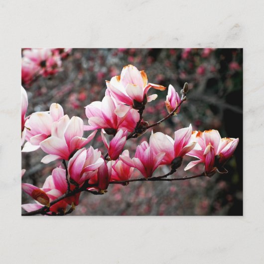 Carte Postale Blossoms de Georgetown University, Washington, DC (Devant)