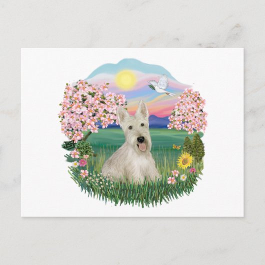 Carte Postale Blossoms - Scottish Terrier roux (Devant)