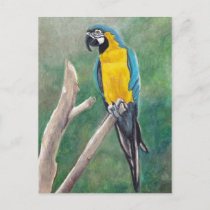 Carte postale Blue and Gold Macaw Bird Art