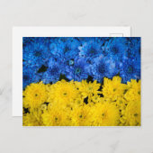 Carte Postale Blue and Yellow Chrysanthemum Nature Photo (Devant / Derrière)