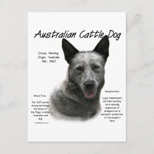 Carte Postale Blue Australian Cattle Chig History; Blue ACD