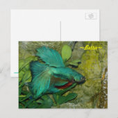 Carte postale Blue Betta fish (Devant / Derrière)