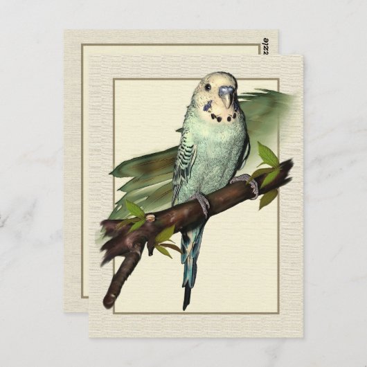 Carte postale Blue Budgie Art (Devant / Derrière)