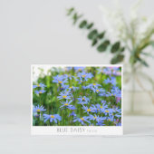 Carte Postale Blue Daisy (Debout devant)
