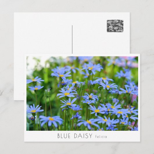 Carte Postale Blue Daisy (Devant / Derrière)