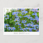 Carte Postale Blue Daisy (Devant)