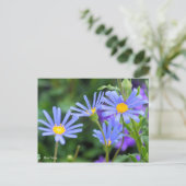 Carte Postale Blue Daisy [Carte postale] (Debout devant)