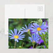 Carte Postale Blue Daisy [Carte postale] (Devant / Derrière)