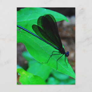 Carte Postale Blue Damselfly on a green leaf.