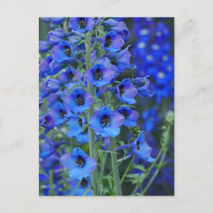 Carte postale Blue Delphiniums