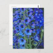 Carte postale Blue Delphiniums (Devant / Derrière)