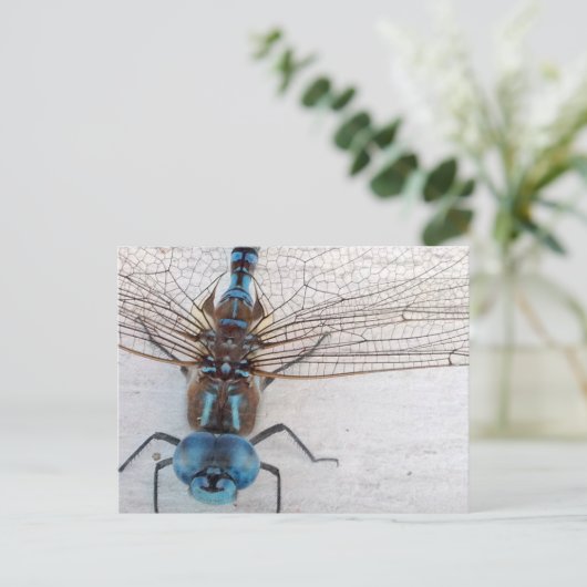 Carte postale Blue Dragonfly (Debout devant)