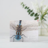 Carte postale Blue Dragonfly (Debout devant)