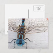 Carte postale Blue Dragonfly (Devant / Derrière)