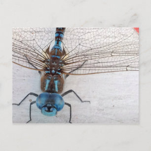 Carte postale Blue Dragonfly