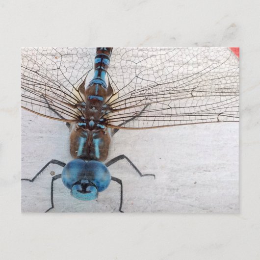 Carte postale Blue Dragonfly (Devant)