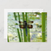 Carte postale Blue Dragonfly (Devant / Derrière)