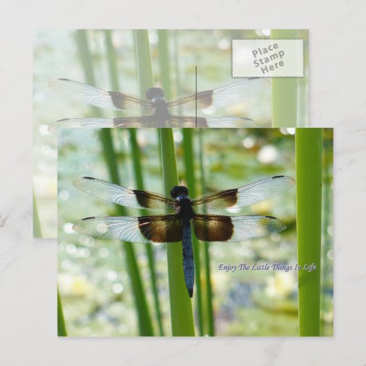 Carte postale Blue Dragonfly (Devant / Derrière)