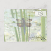 Carte postale Blue Dragonfly (Dos)