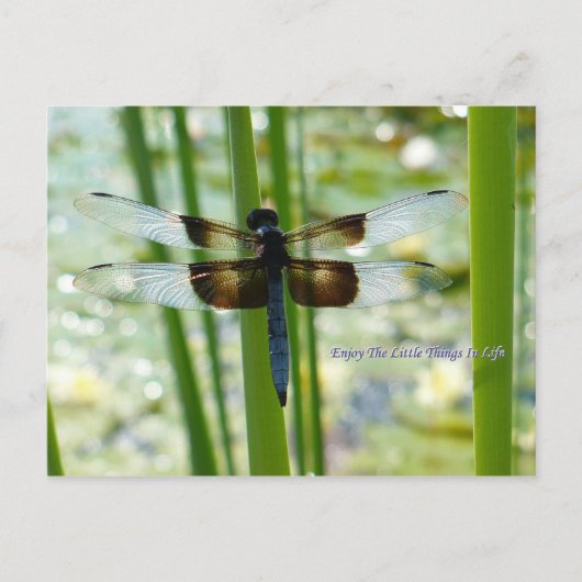 Carte postale Blue Dragonfly (Devant)
