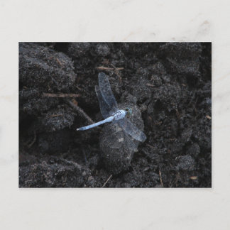 Carte postale Blue Dragonfly