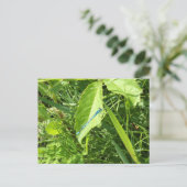 Carte Postale Blue Dragonfly Postcard (Debout devant)