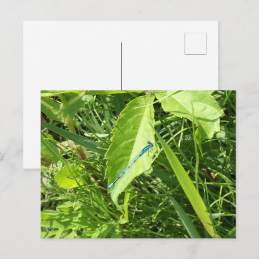 Carte Postale Blue Dragonfly Postcard (Devant / Derrière)