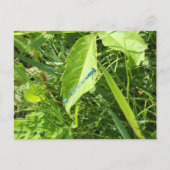 Carte Postale Blue Dragonfly Postcard (Devant)