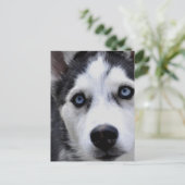 Carte postale Blue Eyed Husky (Debout devant)
