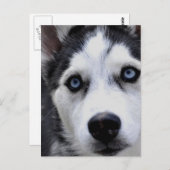 Carte postale Blue Eyed Husky (Devant / Derrière)