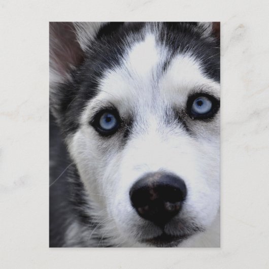 Carte postale Blue Eyed Husky (Devant)