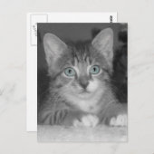 Carte postale Blue Eyes (Devant / Derrière)