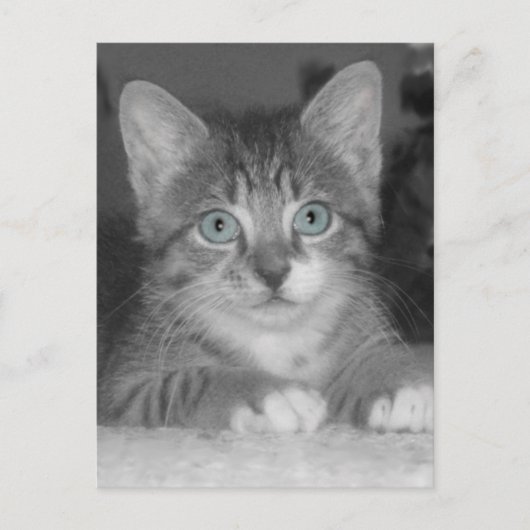 Carte postale Blue Eyes (Devant)